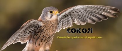 sokol-samyj-bystryj-sposob-zarabotat-andrej-kopylov